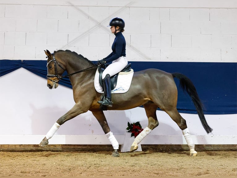 German Riding Pony Gelding 10 years 14,2 hh Brown in Marsberg