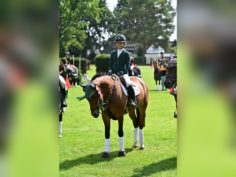 German Riding Pony Gelding 10 years 14.2 hh Brown in Bruchhausen-Vilsen