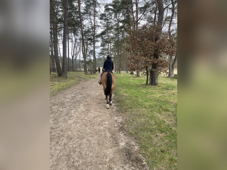 German Riding Pony Gelding 10 years 14.2 hh Brown in Bruchhausen-Vilsen
