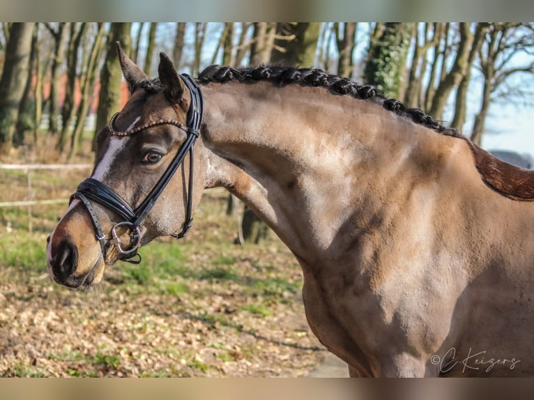German Riding Pony Gelding 10 years 14.2 hh Buckskin in Recke, bei Osnabrück