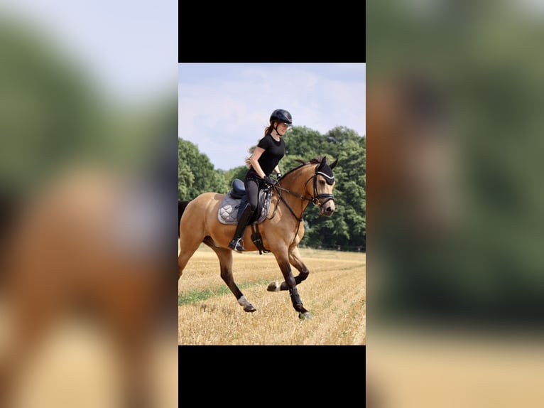 German Riding Pony Gelding 10 years 14.2 hh Buckskin in Petershagen