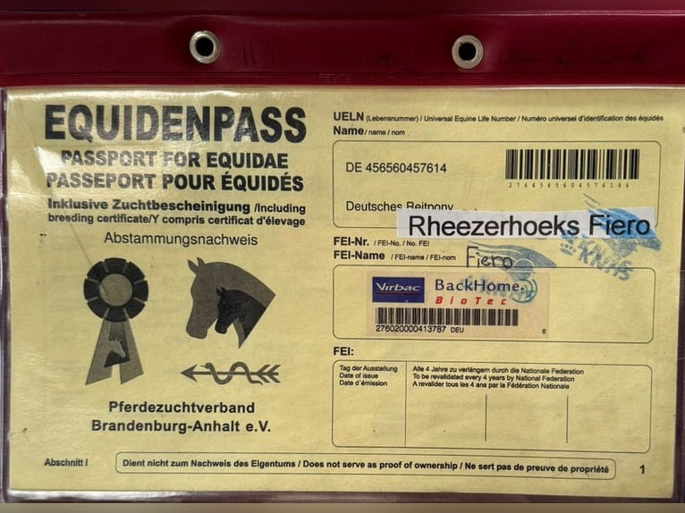 German Riding Pony Gelding 10 years 14,2 hh Chestnut in Veldhoven