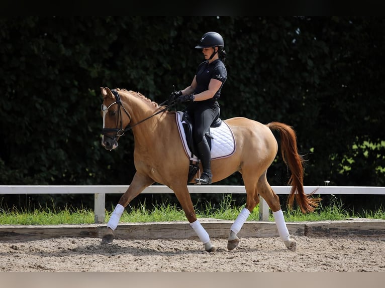 German Riding Pony Gelding 10 years 14,2 hh Chestnut-Red in Altenstadt