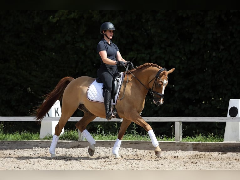 German Riding Pony Gelding 10 years 14,2 hh Chestnut-Red in Altenstadt