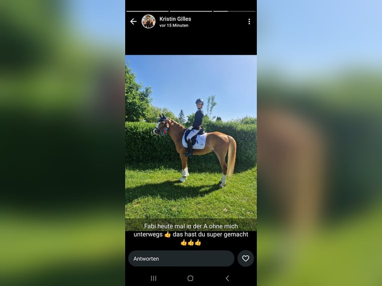 German Riding Pony Gelding 10 years 14.2 hh Chestnut-Red in Weilheim an der Teck