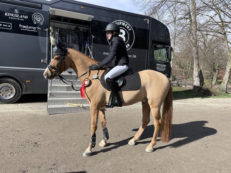 German Riding Pony Gelding 10 years 14.2 hh Chestnut-Red in Oberursel