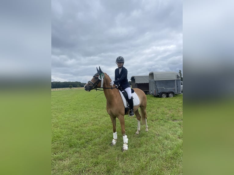 German Riding Pony Gelding 10 years 14.2 hh Dun in Achim