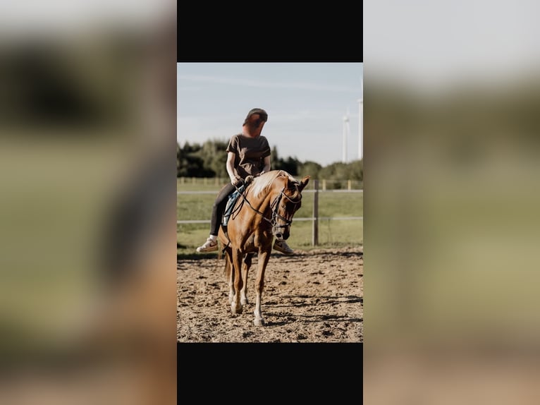 German Riding Pony Gelding 10 years 14.2 hh Dun in Apen