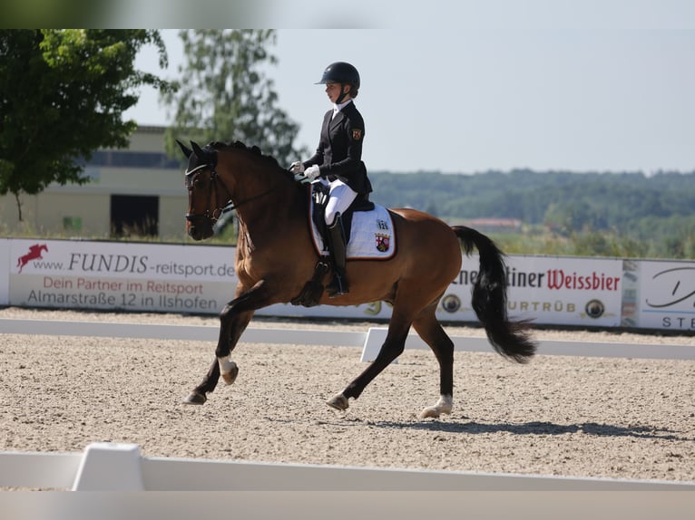 German Riding Pony Gelding 10 years 14,2 hh Dun in Straelen