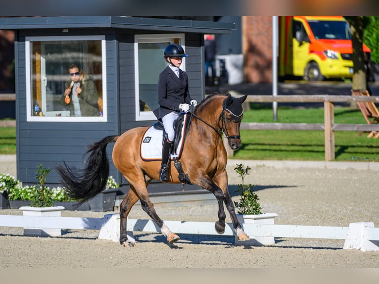 German Riding Pony Gelding 10 years 14,2 hh Dun in Straelen