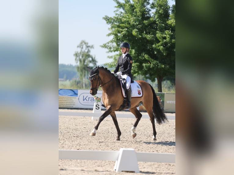 German Riding Pony Gelding 10 years 14,2 hh Dun in Straelen