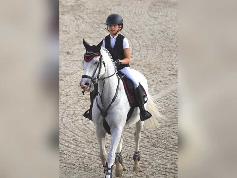 German Riding Pony Gelding 10 years 14,2 hh Gray in Schwerte