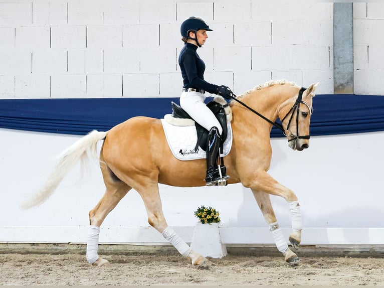 German Riding Pony Gelding 10 years 14.2 hh Palomino in Marsberg