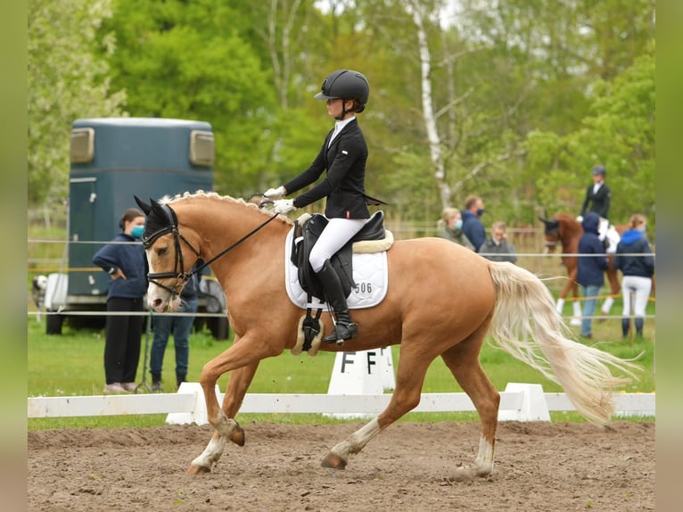German Riding Pony Gelding 10 years 14,2 hh Palomino in Seevetal