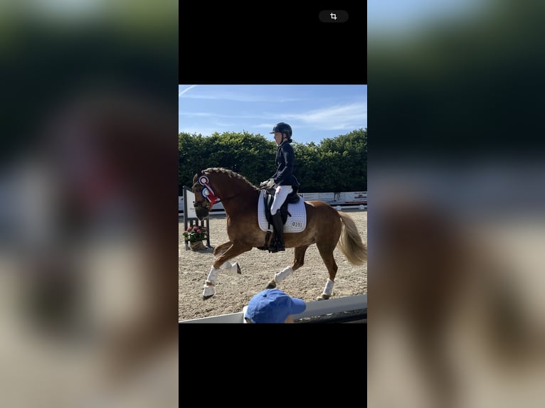 German Riding Pony, Gelding, 10 years, 14.2 hh, Palomino