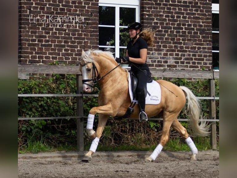 German Riding Pony Gelding 10 years 14,2 hh Palomino in Tönisvorst