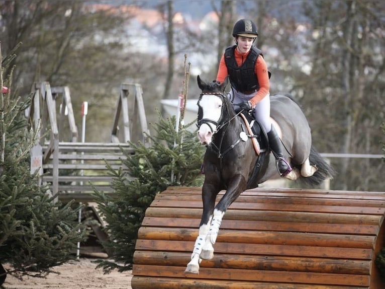 German Riding Pony Gelding 10 years 14.2 hh Smoky-Black in Bad Homburg