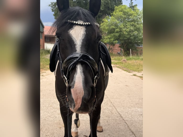 German Riding Pony Gelding 10 years 14,3 hh Black in Badbergen