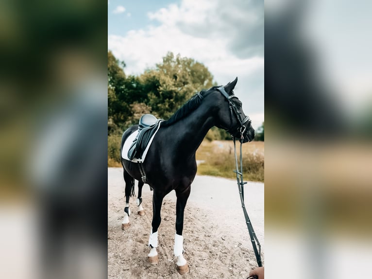 German Riding Pony Gelding 10 years 14,3 hh Black in Badbergen