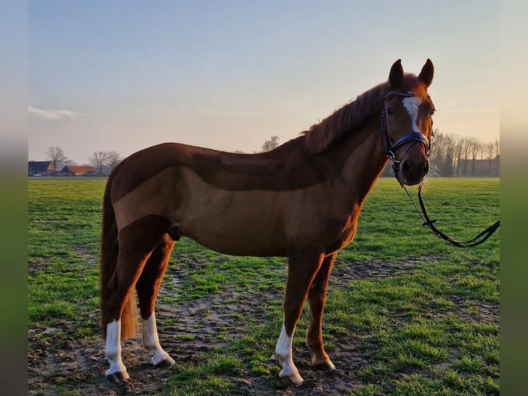 German Riding Pony Gelding 10 years 14 hh Chestnut-Red in Münster