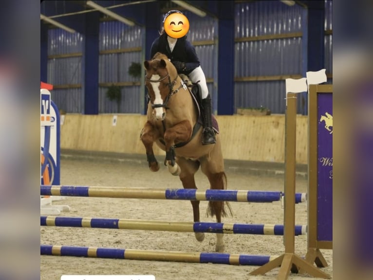 German Riding Pony Gelding 10 years 14 hh Chestnut-Red in Handewitt
