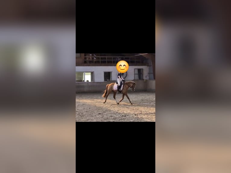 German Riding Pony Gelding 10 years 14 hh Chestnut-Red in Handewitt
