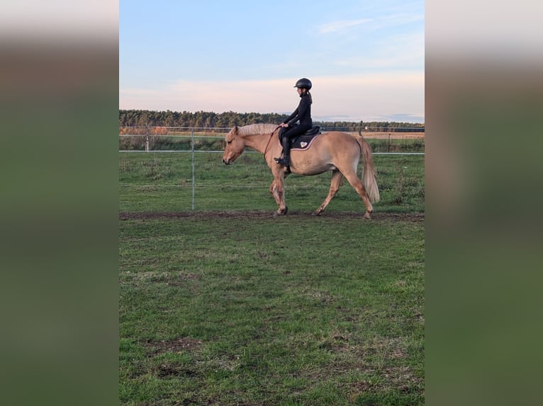 German Riding Pony Gelding 10 years 14 hh Dun in Cröchern