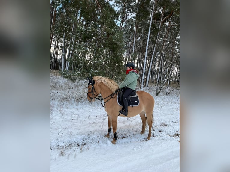 German Riding Pony Gelding 10 years 14 hh Dun in Cröchern