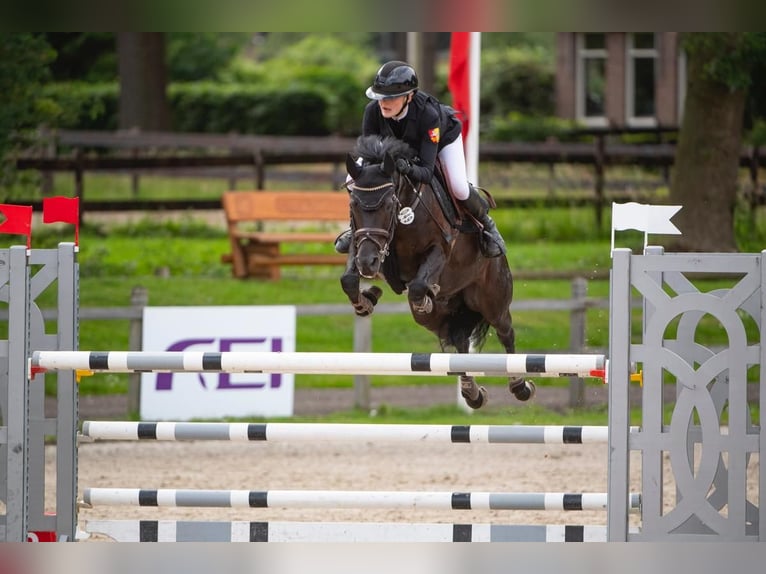 German Riding Pony Gelding 10 years 14,1 hh Black in Melle