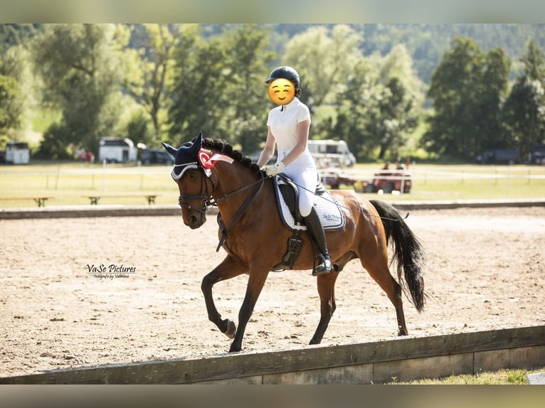 German Riding Pony Mix Gelding 10 years 14,1 hh Brown in Hetzles