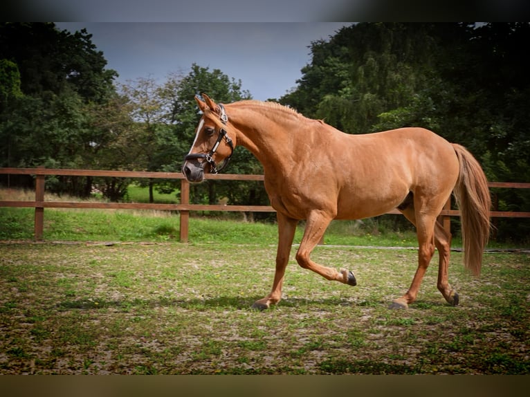 German Riding Pony Gelding 10 years 14,1 hh Chestnut-Red in Birken-Honigsessen