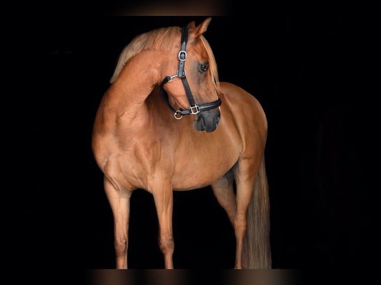 German Riding Pony Gelding 10 years 14,1 hh Chestnut-Red in Birken-Honigsessen