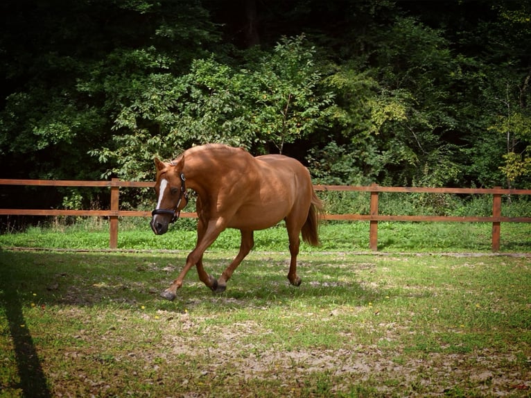German Riding Pony Gelding 10 years 14,1 hh Chestnut-Red in Birken-Honigsessen