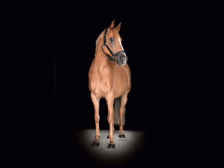 German Riding Pony Gelding 10 years 14,1 hh Chestnut-Red in Birken-Honigsessen