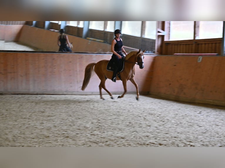 German Riding Pony Gelding 10 years 14,1 hh Chestnut-Red in Birken-Honigsessen