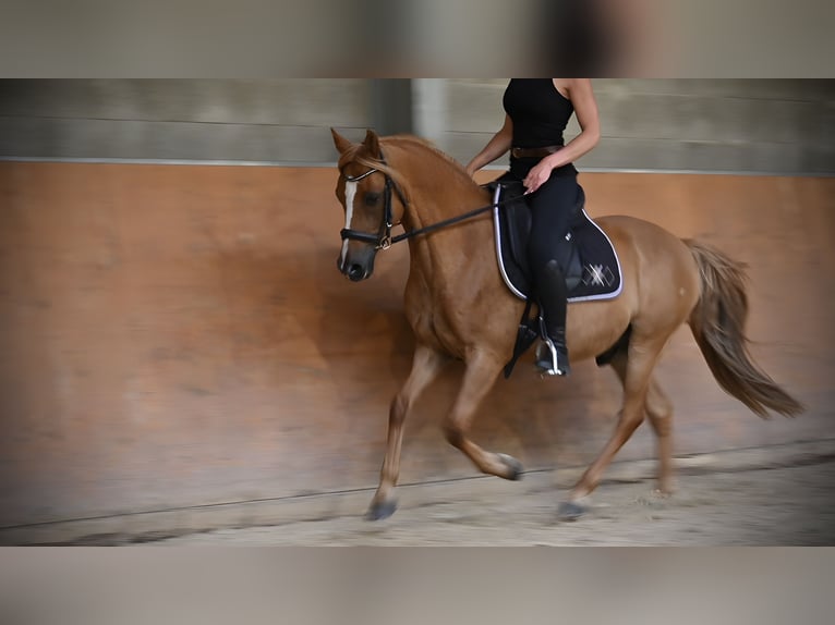 German Riding Pony Gelding 10 years 14,1 hh Chestnut-Red in Birken-Honigsessen