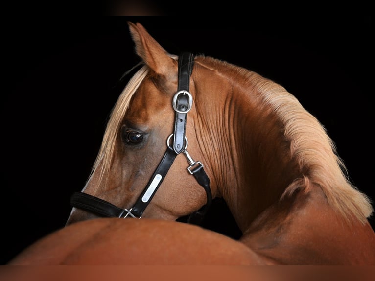 German Riding Pony Gelding 10 years 14,1 hh Chestnut-Red in Birken-Honigsessen