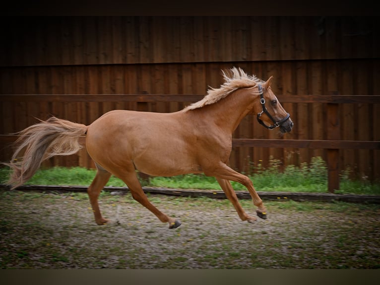 German Riding Pony Gelding 10 years 14,1 hh Chestnut-Red in Birken-Honigsessen