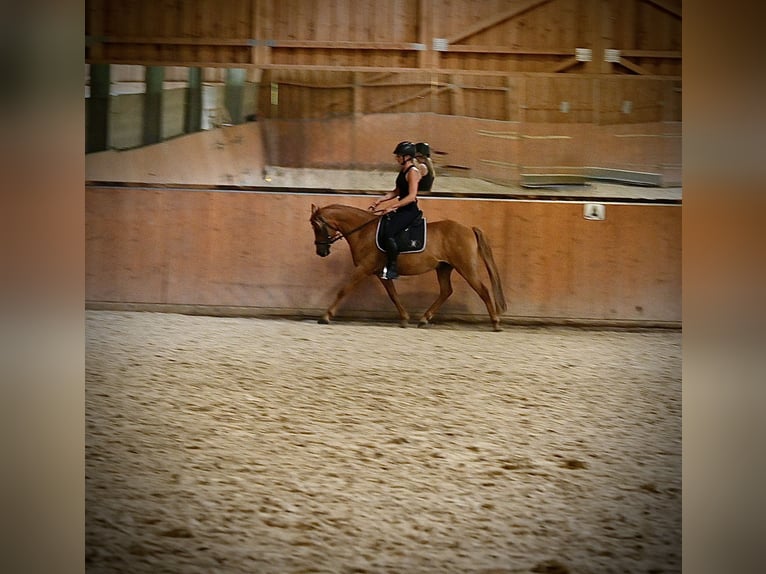 German Riding Pony Gelding 10 years 14,1 hh Chestnut-Red in Birken-Honigsessen