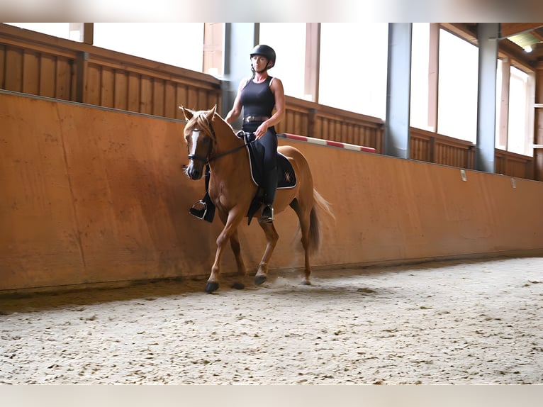 German Riding Pony Gelding 10 years 14,1 hh Chestnut-Red in Birken-Honigsessen