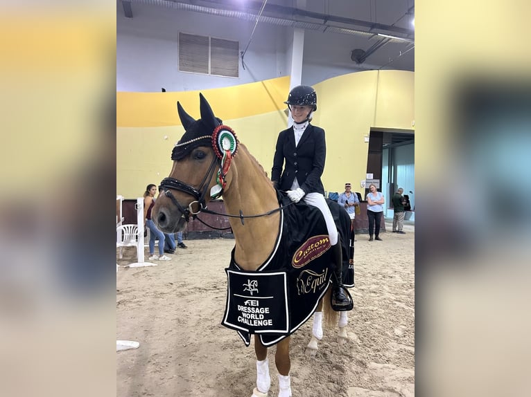 German Riding Pony Gelding 10 years 14,1 hh Chestnut-Red in Krefeld