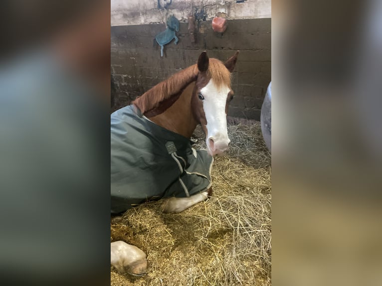 German Riding Pony Gelding 10 years 14,1 hh Chestnut-Red in Lindlar