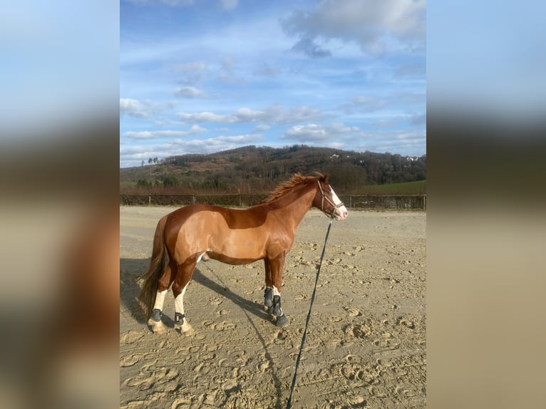 German Riding Pony Gelding 10 years 14,1 hh Chestnut-Red in Lindlar