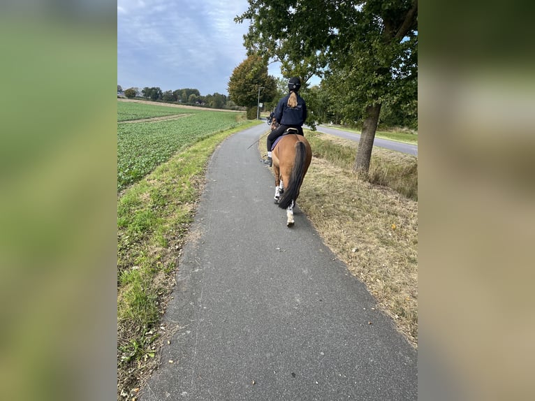 German Riding Pony Gelding 10 years 14,1 hh Dun in Sch&#xF6;nkirchen