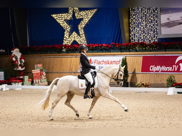 German Riding Pony Gelding 10 years 14,1 hh Palomino in Neukirchen-Vluyn