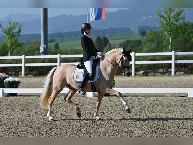 German Riding Pony Gelding 10 years 14,1 hh Palomino in Neukirchen-Vluyn