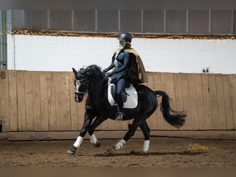 German Riding Pony Gelding 10 years 14,2 hh Black in Isernhagen