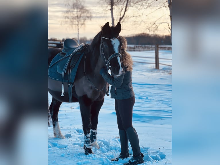 German Riding Pony Gelding 10 years 14,2 hh Black in Isernhagen