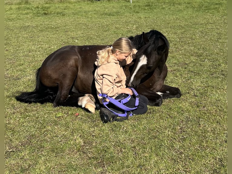 German Riding Pony Gelding 10 years 14,2 hh Black in Isernhagen