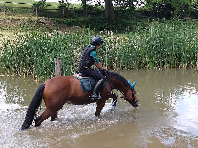 German Riding Pony Gelding 10 years 14,2 hh Brown in Niddatal
